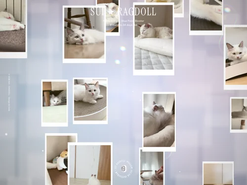 「SUI - RAGDOLL」のキャプチャ画像